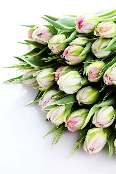 Bando de belas tulipas — Fotografia de Stock