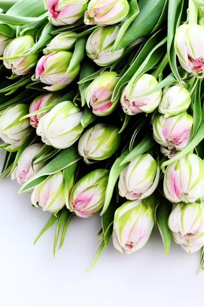 Bande de belles tulipes — Photo