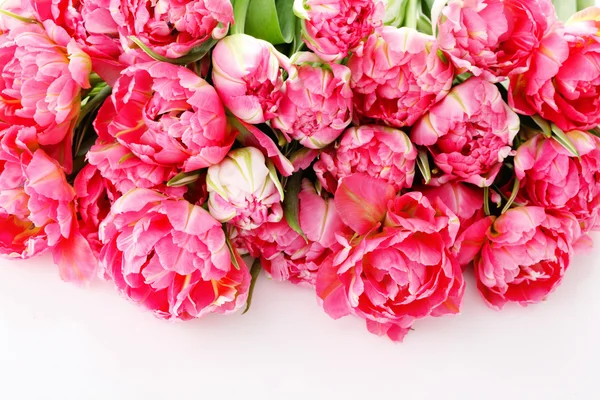 Beautiful pink tulips — Stock Photo, Image