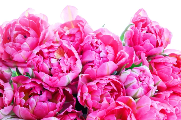 Hermosos tulipanes rosados — Foto de Stock