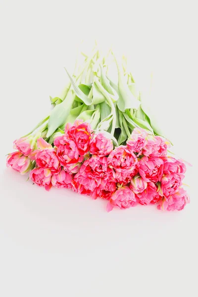 Beautiful pink tulips — Stock Photo, Image