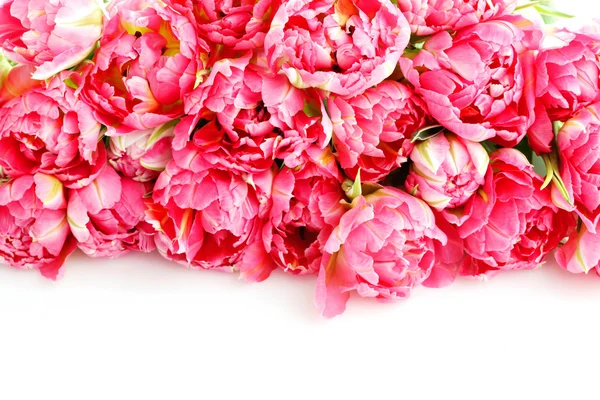 아름 다운 핑크 튤립 — 스톡 사진
