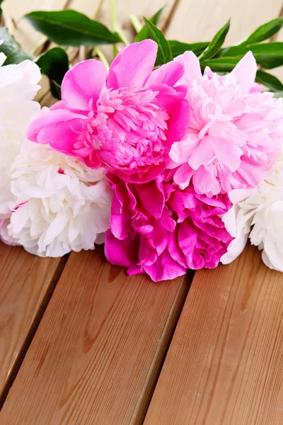 Mooie peony bos — Stockfoto