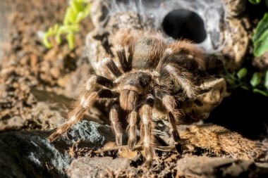 Tarantula (Nhandu coloratovillosus) Yetişkin kadın 
