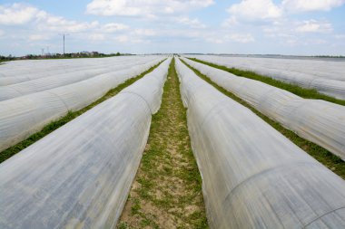 Kuşkonmaz alan Polonya