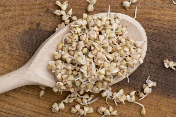 Sprouts of buckwheat groats on spoon — Stock Photo, Image