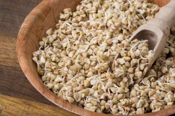 Sprouts of buckwheat groats in bowl, rustic style — Stock Photo, Image