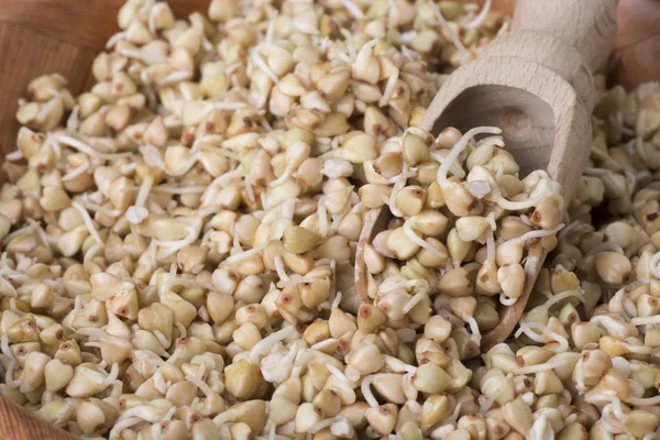 Sprouts of buckwheat groats on wooden spoon — Stock Photo, Image