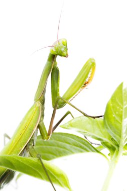 Avrupa Mantis veya peygamber devesi, bitki üzerinde Mantis bileğinde. Ben