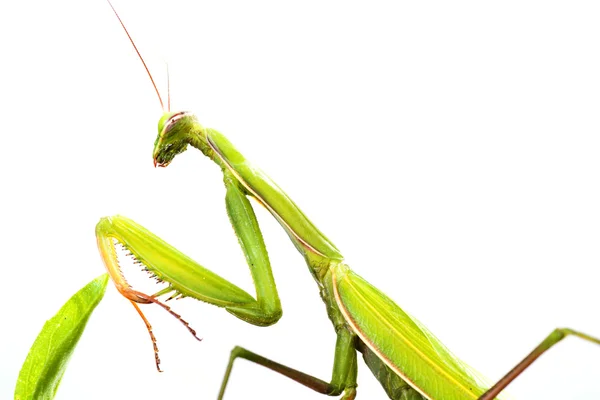 European Mantis or Praying Mantis, Mantis religiosa, on plant (em inglês). I — Fotografia de Stock