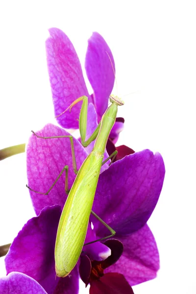 European Mantis or Praying Mantis, Mantis religiosa, on plant (em inglês). I — Fotografia de Stock