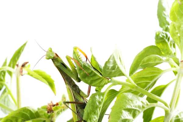 European Mantis or Praying Mantis, Mantis religiosa, on plant (em inglês). I — Fotografia de Stock