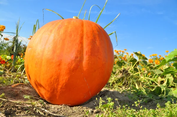 Stor pumpa i trädgården — Stockfoto