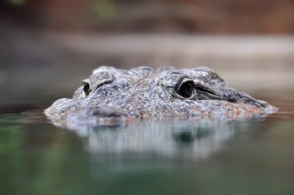 Nära håll syn på huvudet av en krokodil. — Stockfoto