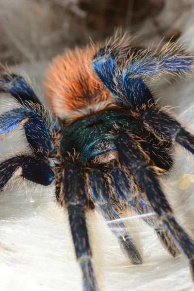 Greenbottle tarantula (Chromatopelma cyaneopubescens) — Stockfoto