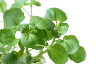 beyaz izole su teresi