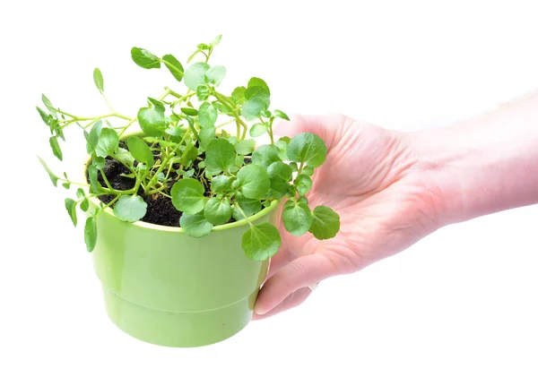 Watercress isolated on white — Stock Photo, Image