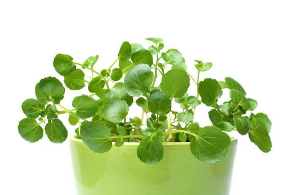 Watercress isolated on white — Stock Photo, Image