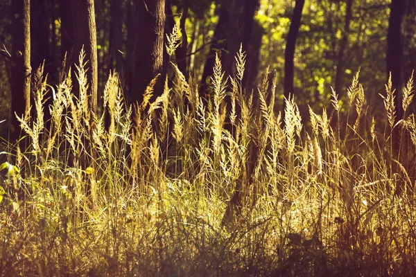 Поле травы и леса на заднем плане. Ретро или винтажный фильтр — стоковое фото