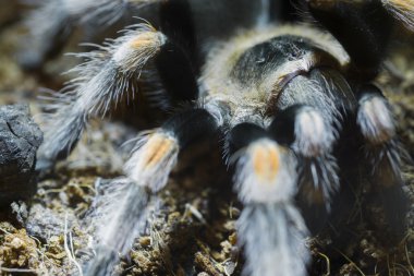 Meksikalı kırmızı diz tarantula (Brachypelma smithi)