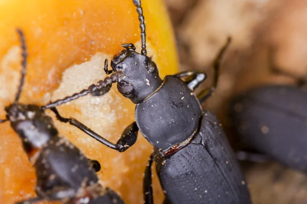 Closeup de Zophobas morio ou superworm . — Fotografia de Stock