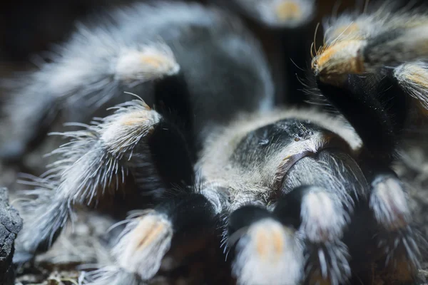 Mexikanische Rote Knie-Vogelspinne (brachypelma smithi)) — Stockfoto