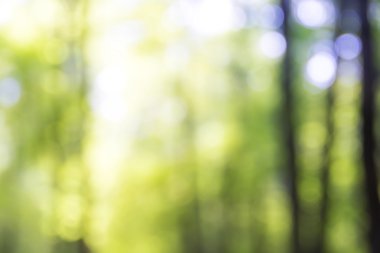 Güneşli gün bulanık ağaçlarda. Orman