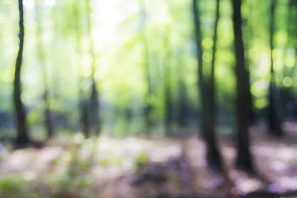 Alberi sfocati nella giornata di sole. Foresta — Foto Stock