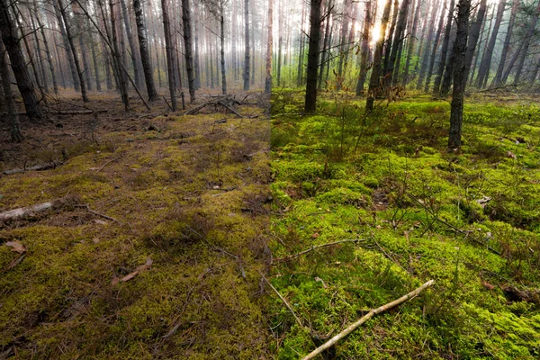 Skogen under sommaren och hösten — Stockfoto