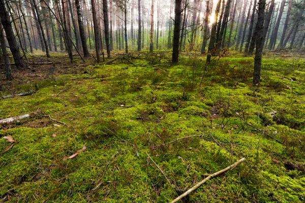 Morgon i skogen. — Stockfoto