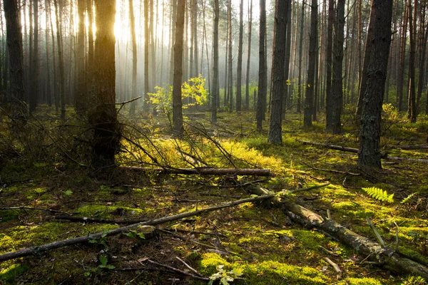 Morning in the forest. — Stock Photo, Image