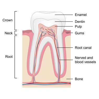 Beyaz arka plan üzerinde izole insan diş anatomisi vektör