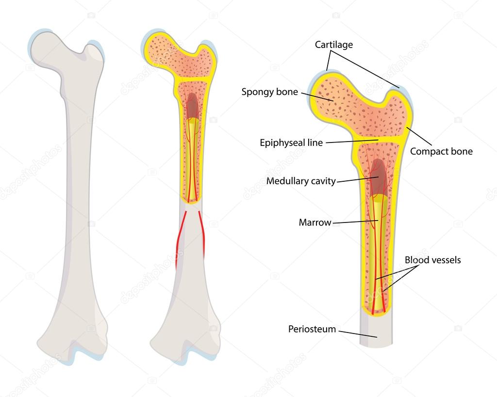 Human bone anatomy, vector