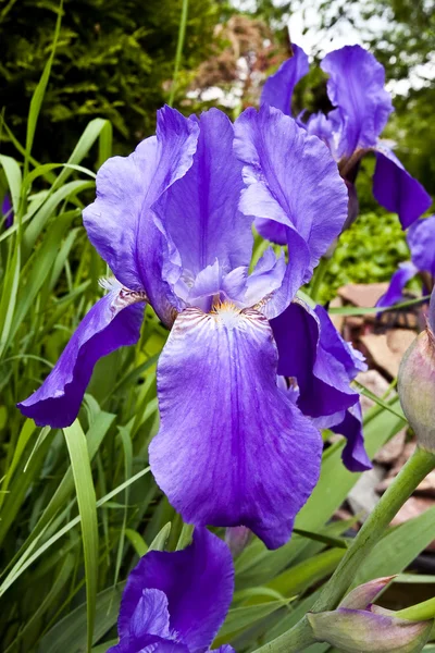 Blooming violet iris barbatus — Stock Photo, Image