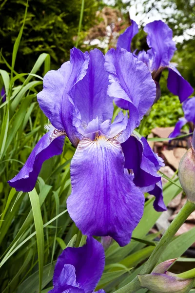 Çiçeklenme Menekşe iris barbatus