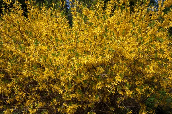 Kvetoucí bush Zlatice — Stock fotografie