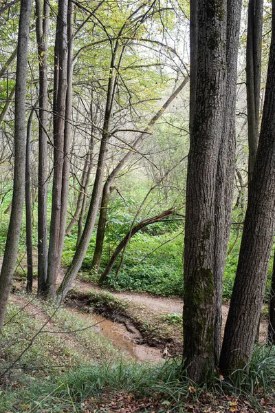 Невеликий Потік Осінньому Листяному Лісі — стокове фото