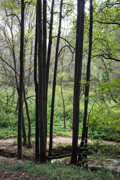 Μικρό Ρέμα Φθινόπωρο Φυλλοβόλο Δάσος — Φωτογραφία Αρχείου