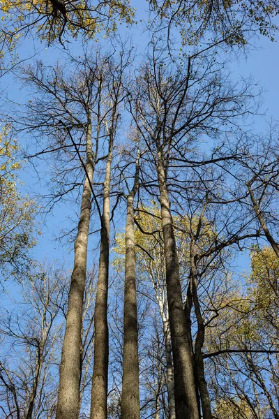 Höga Träd Mot Den Blå Himlen Höst Lövskog — Stockfoto