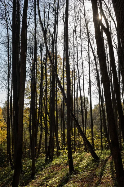 Slunce Svítí Podzimními Stromy Opadavý Park — Stock fotografie