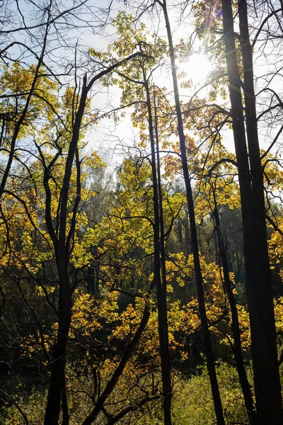 Zon Schijnt Door Herfstbomen Loofbos — Stockfoto