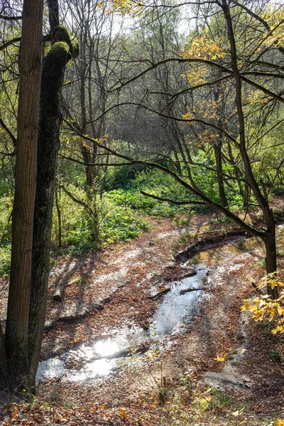 Невеликий Потік Осінньому Листяному Лісі — стокове фото
