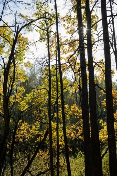Ήλιος Λάμπει Μέσα Από Φθινοπωρινά Δέντρα Φυλλοβόλο Πάρκο — Φωτογραφία Αρχείου