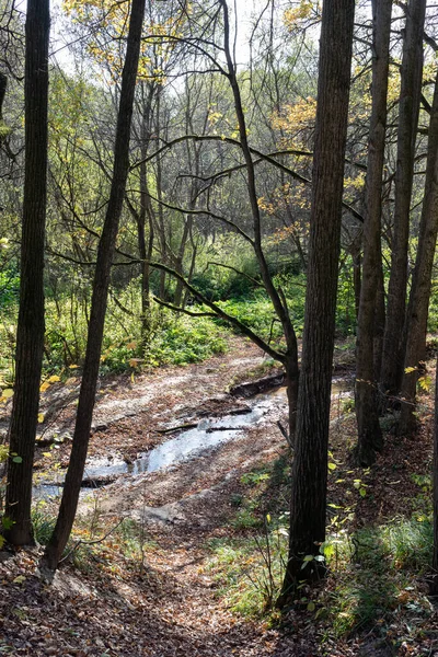 Piccolo Ruscello Nel Bosco Deciduo Autunno — Foto Stock