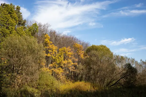 Herfstbos Park Zonnige Dag Natuurlijk Landschap — Stockfoto