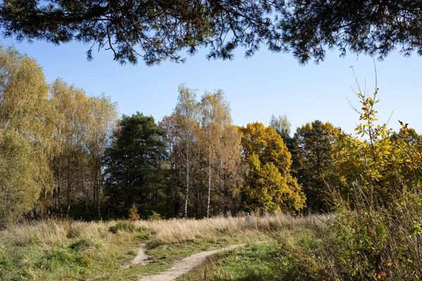 Осенний Пейзаж Лиственных Лесов Ясную Погоду — стоковое фото