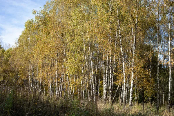 Őszi Erdő Park Napsütéses Nap Természetes Táj Nyírfa Liget — Stock Fotó