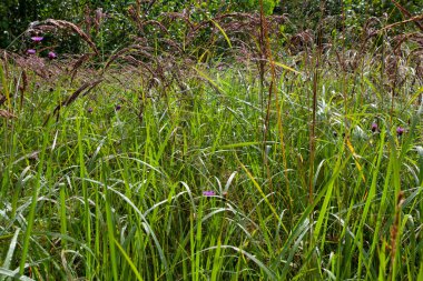 Yeşil yaz çayırları, yağmurdan sonra çimen yaprakları
