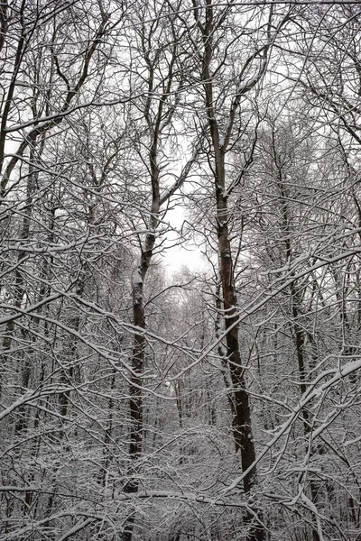 Зимовий Парк Морозну Погоду Снігові Покриті Дерева — стокове фото