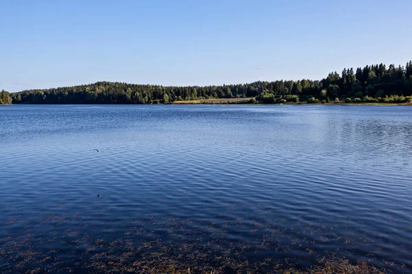 Letnie Jezioro Karelii Horyzontalny Krajobraz Naturalny — Zdjęcie stockowe